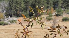 Rosa woodsii gratissima