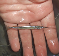 American Halfbeak photo 2