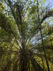 Butia odorata