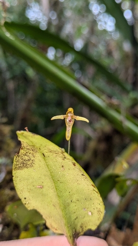 Pleurothallis crocodiliceps