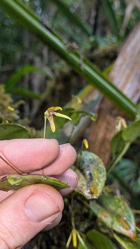 Pleurothallis crocodiliceps, photograph 1
