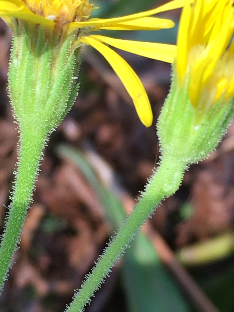 Maryland golden-aster