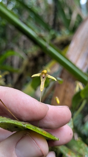 Pleurothallis crocodiliceps, photograph 2