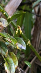 Pleurothallis crocodiliceps, photograph (c) Thibaud Aronson, some rights reserved (CC BY-SA)