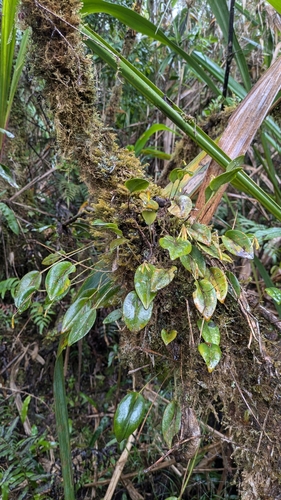 Pleurothallis crocodiliceps, photograph 4