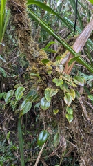 Pleurothallis crocodiliceps, photograph (c) Thibaud Aronson, some rights reserved (CC BY-SA)
