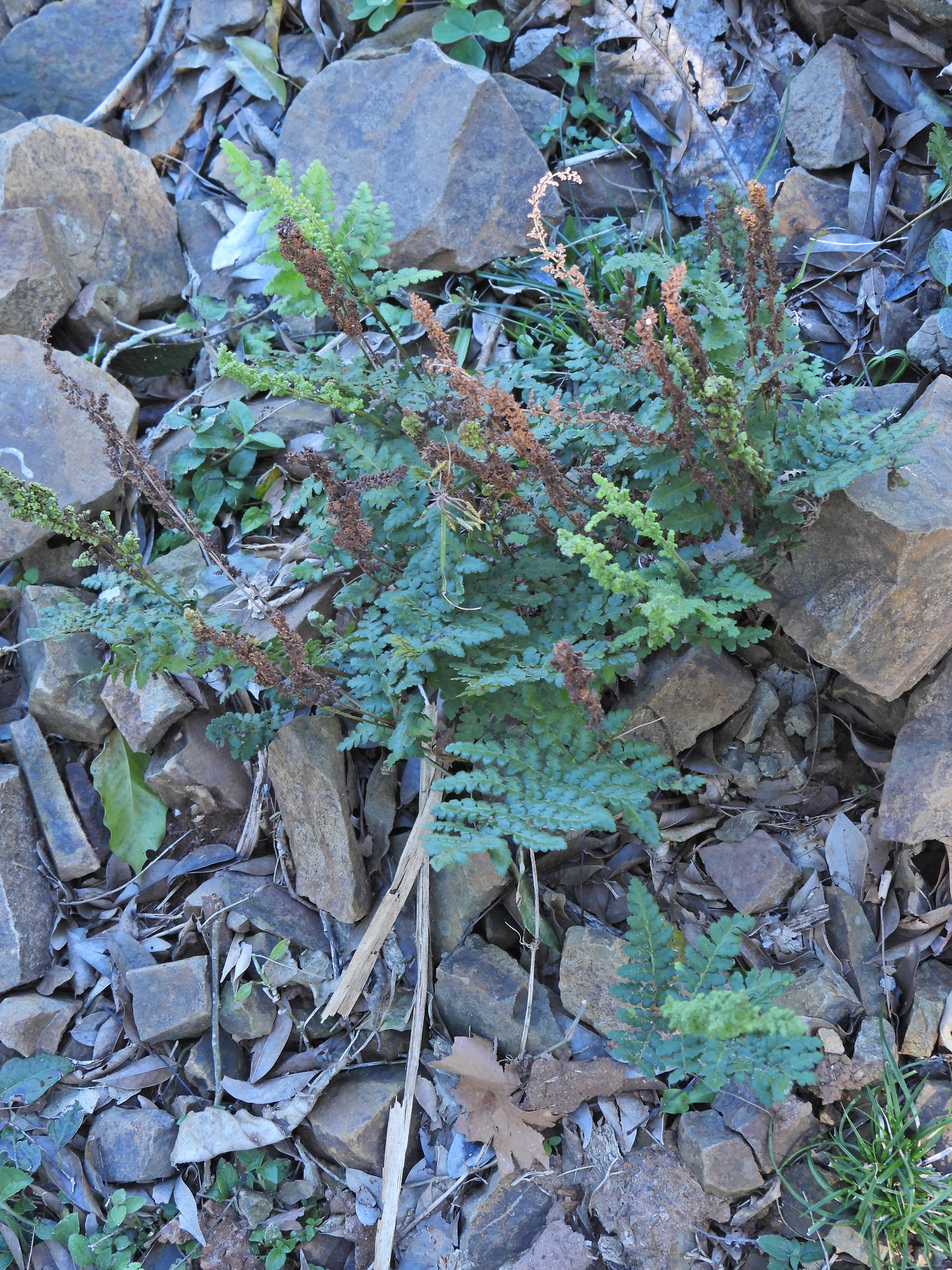 Anemia tomentosa