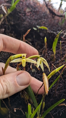 Maxillaria acuminata, photograph 6
