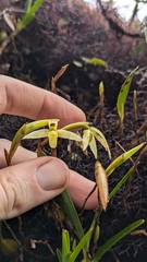 Maxillaria acuminata, photograph (c) Thibaud Aronson, some rights reserved (CC BY-SA)