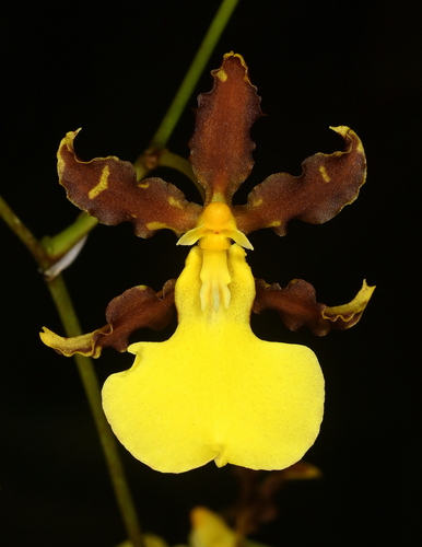 Hyphaematicum Oncidium
