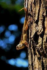 Calotes versicolor