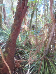 Freycinetia banksii