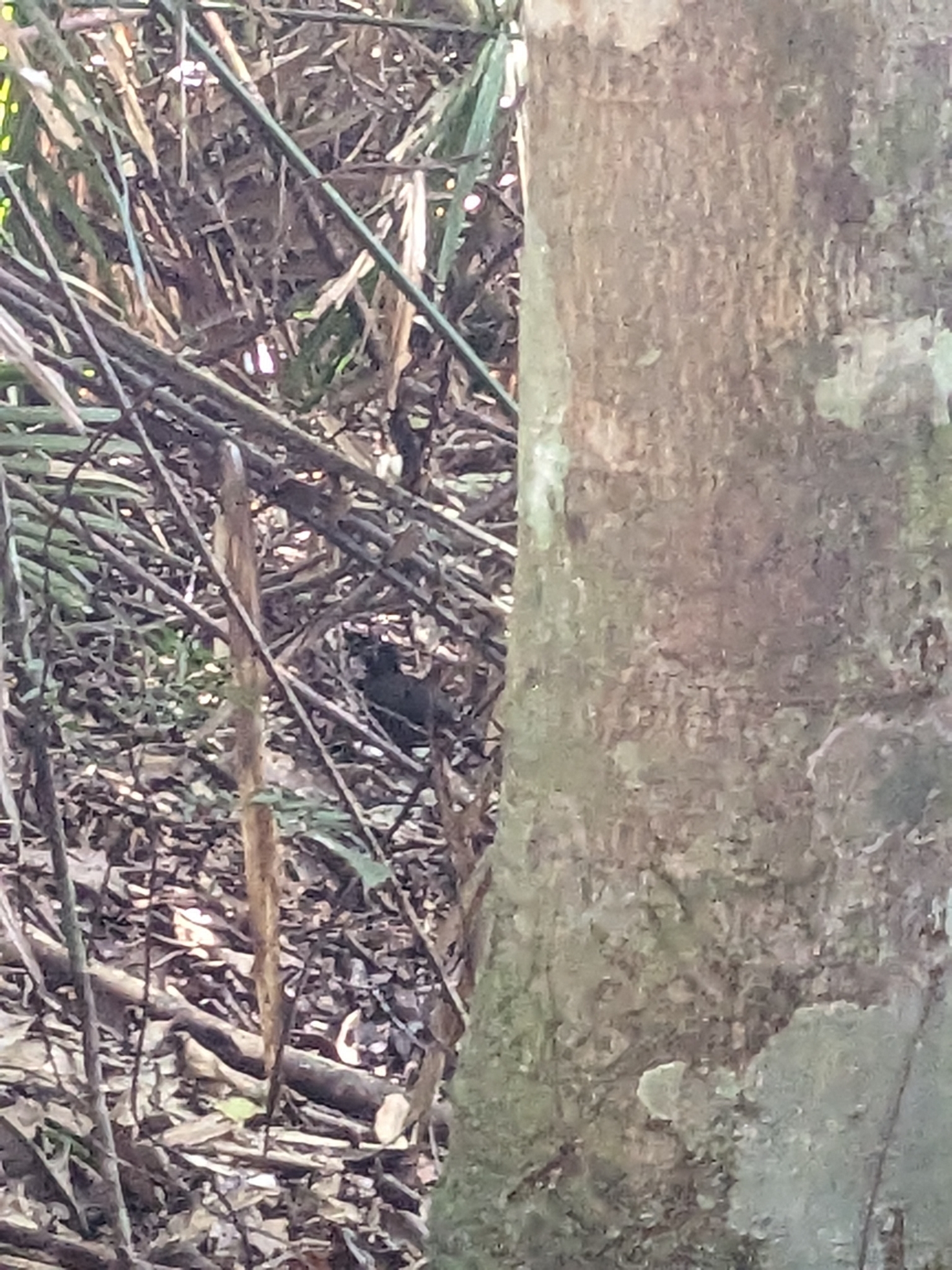 Chowchilla (Orthonyx spaldingii), photo 4