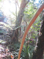 Freycinetia banksii