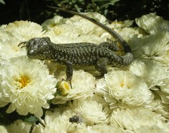 Podarcis muralis
