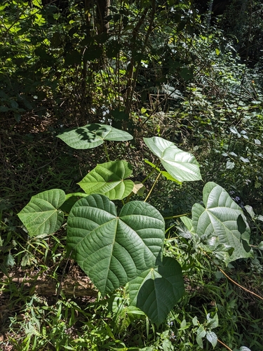 Candlenut tree (Aleurites rockinghamensis)