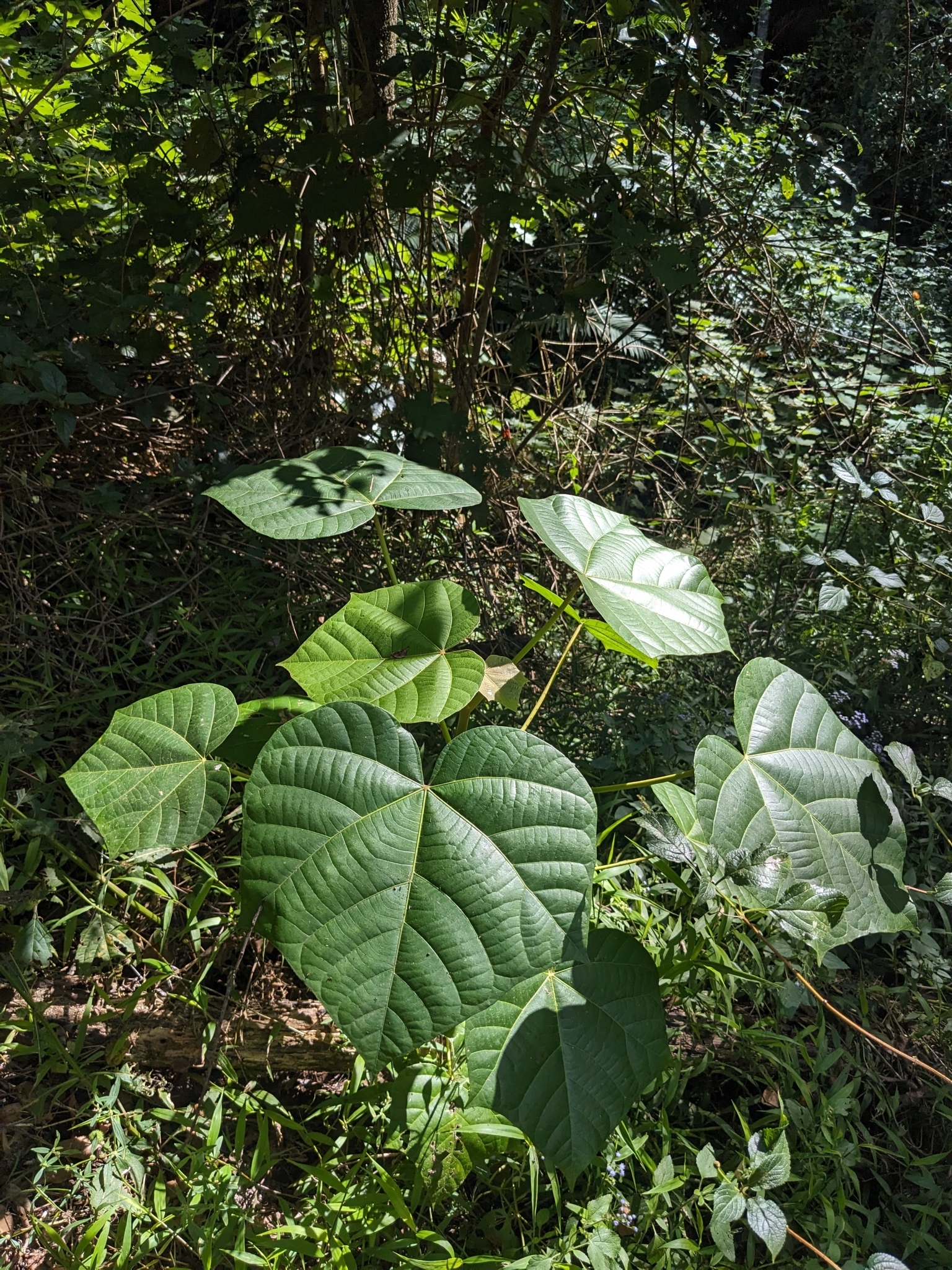 Candlenut Tree (Aleurites rockinghamensis)