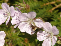 Leucozona lucorum
