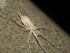 Tamopsis brisbanensis
