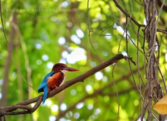 Halcyon smyrnensis