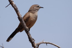 Cercotrichas coryphoeus