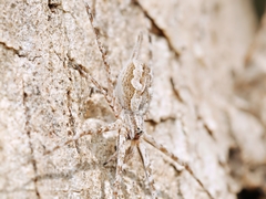 Tamopsis fickerti