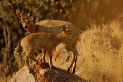 Oreotragus oreotragus