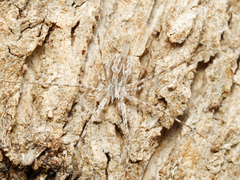 Tamopsis fickerti