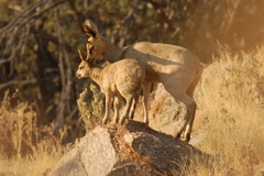 Oreotragus oreotragus