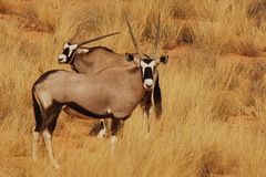 Oryx gazella
