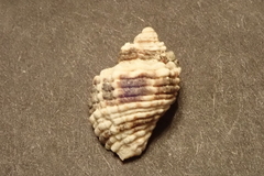 Paciocinebrina circumtexta