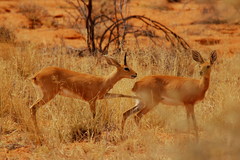 Raphicerus campestris steinhardti