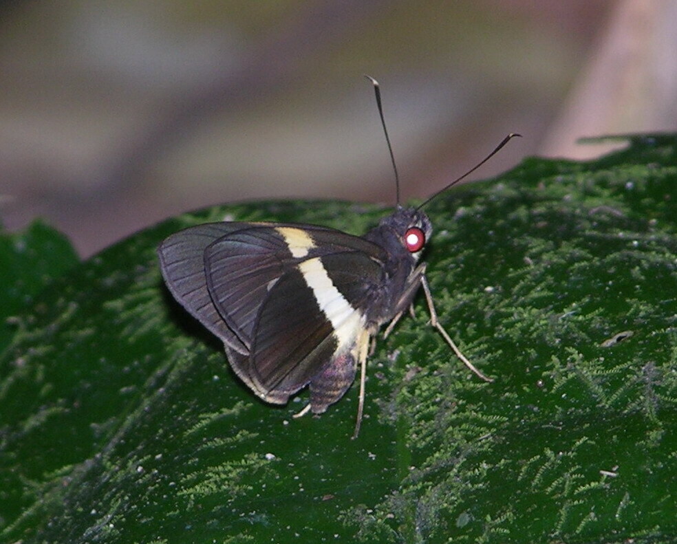 Yellow-band Palmer