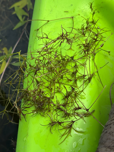 Nodding waternymph (Najas flexilis)