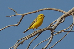 Crithagra flaviventris