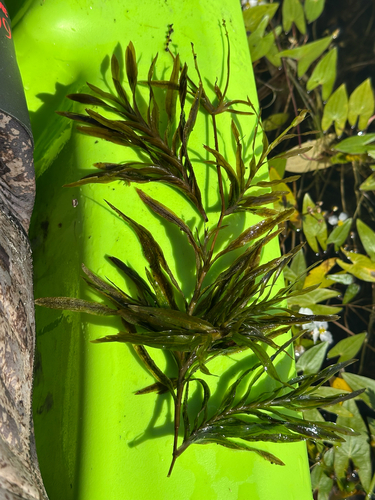 Robbins' pondweed (Potamogeton robbinsii)