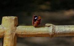Hypolimnas bolina
