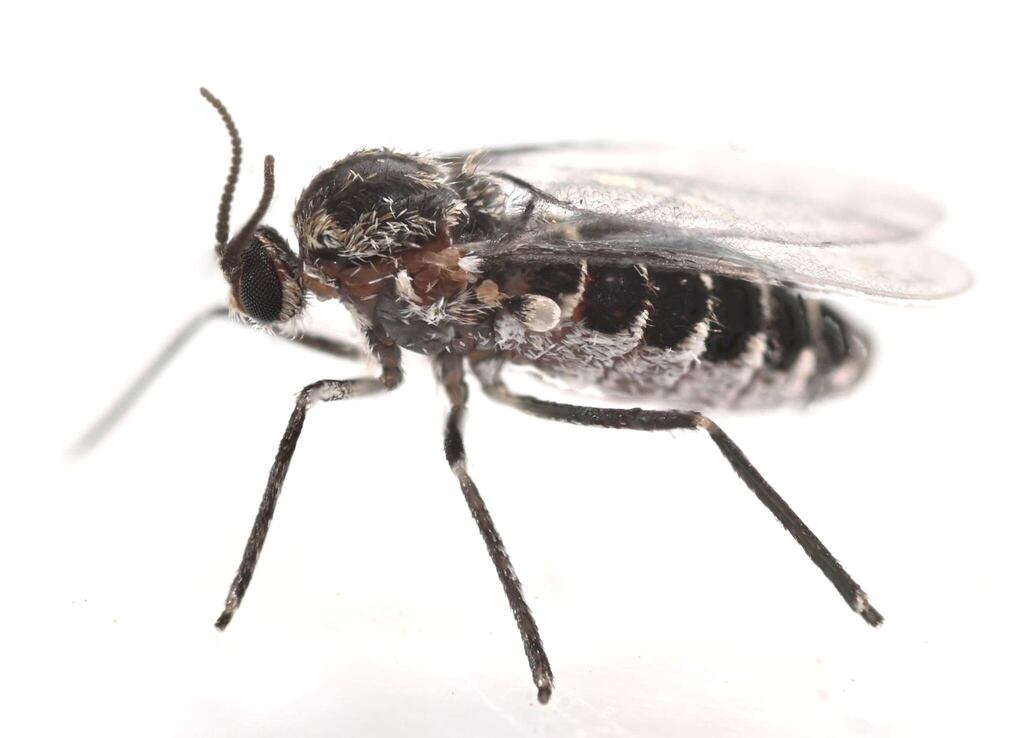 Asteromyia