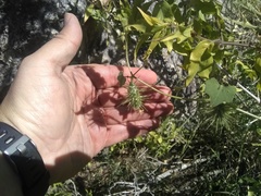 Echinopepon wrightii