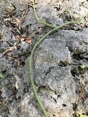 Selenicereus spinulosus