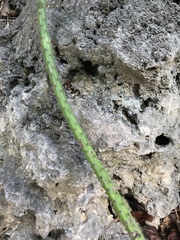 Selenicereus spinulosus