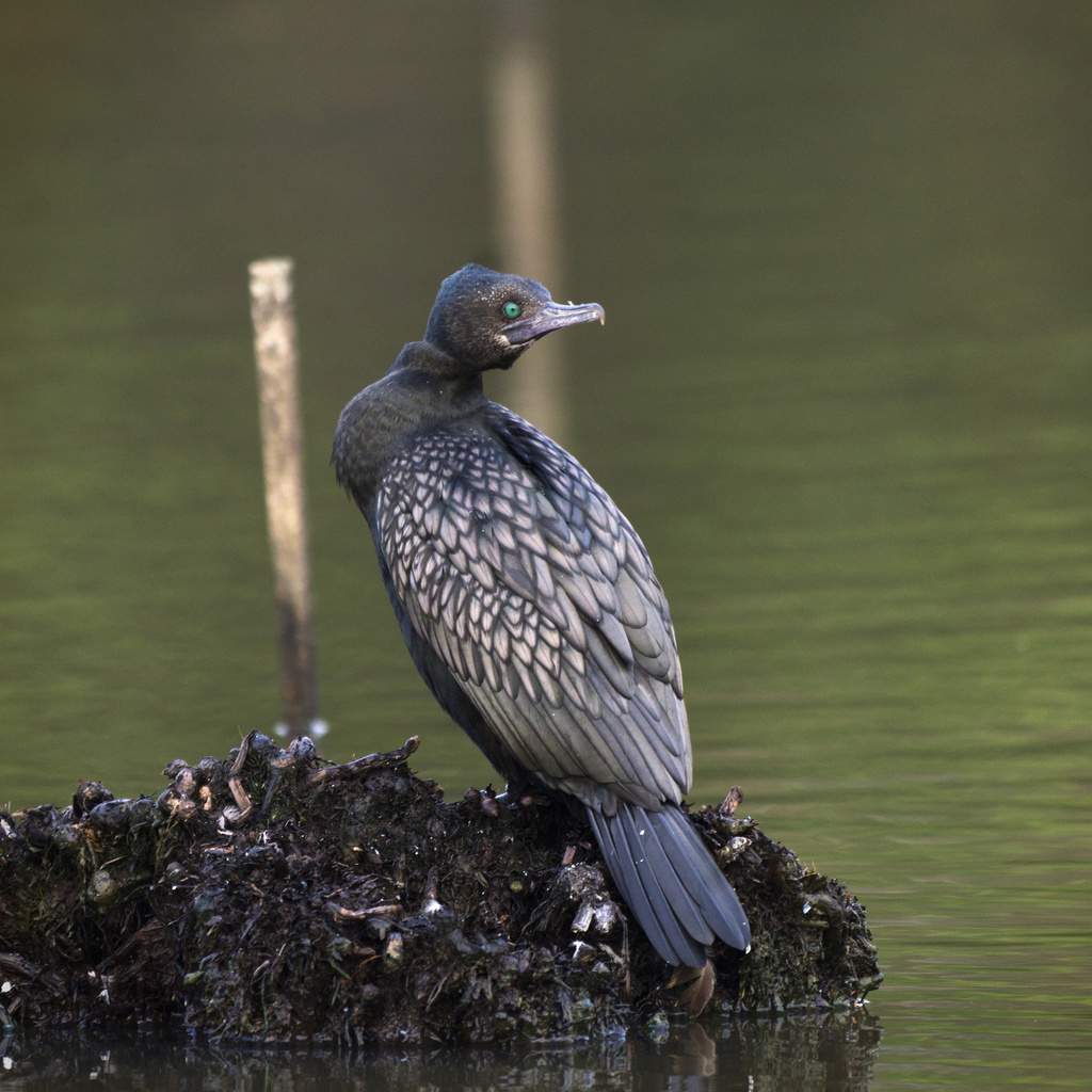 Little black cormorant perched on a rock at the water's edge, speckled grey-green plumage and slender bill