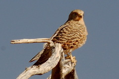 Falco rupicoloides