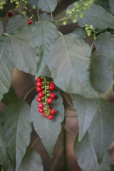 Angiospermae