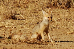 Vulpes chama