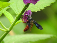 Rhathymus bicolor