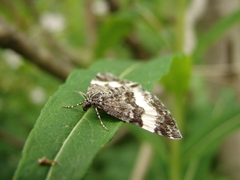 Spargania luctuata