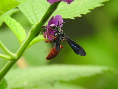 Rhathymus bicolor