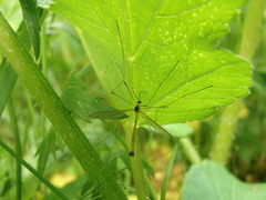 Cylindrotoma distinctissima