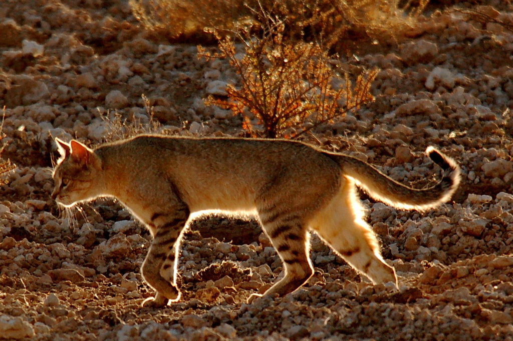 African Wildcat African Wildcat